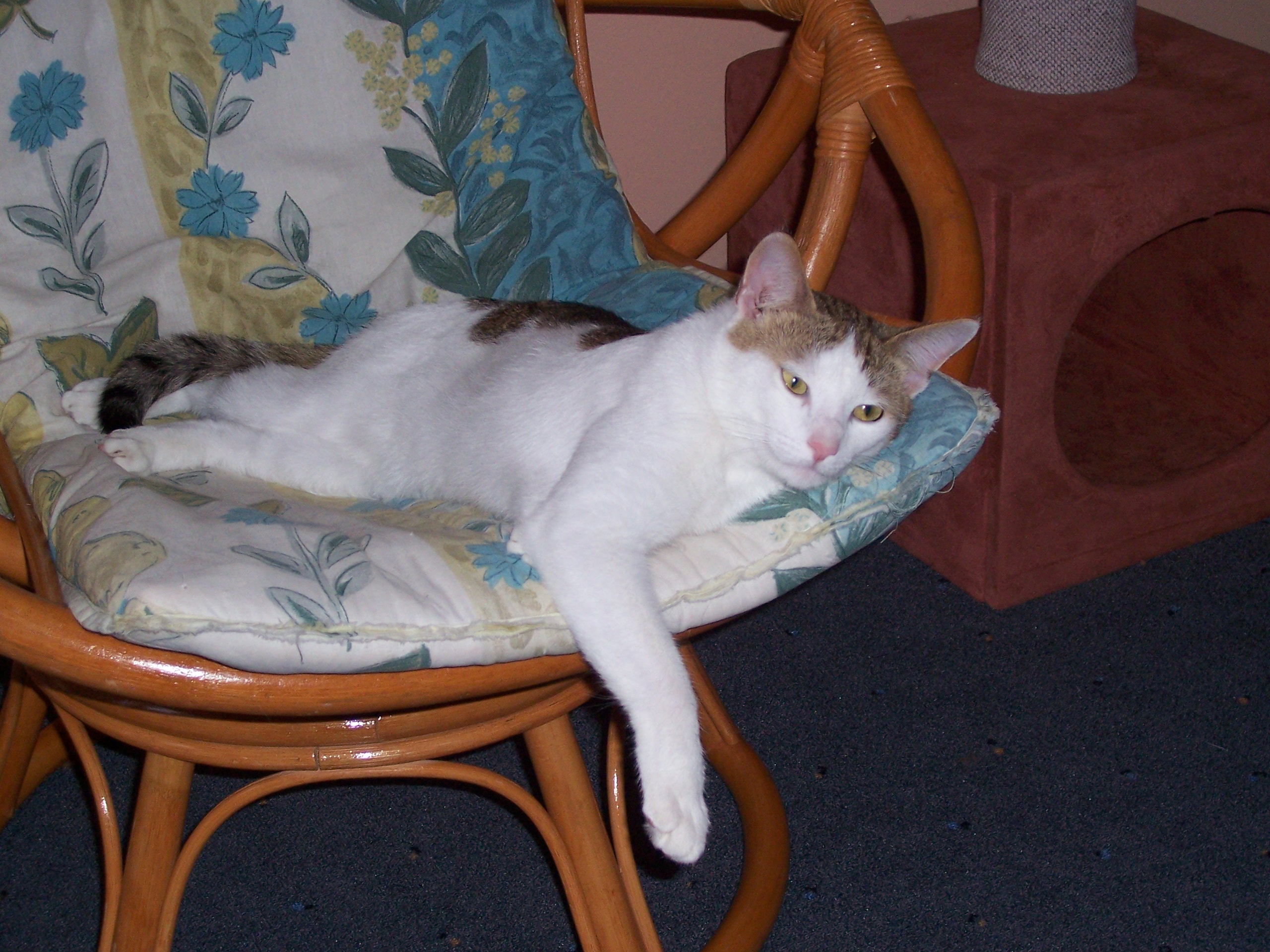 100_2700.JPG
